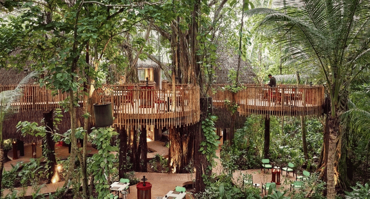 Nest · Treetop · Asian